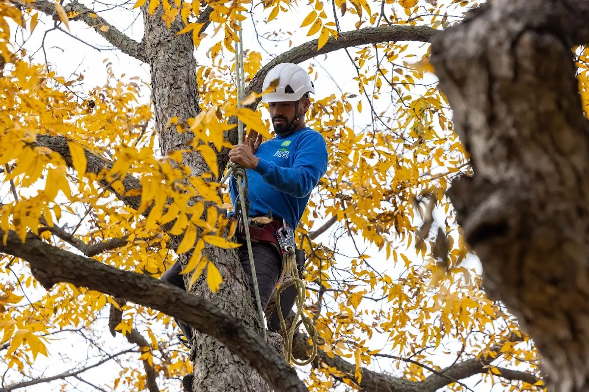 Skilled Tree Pruning crew working in Crab Orchard